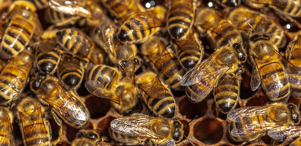 Bienen beim Wabenbau