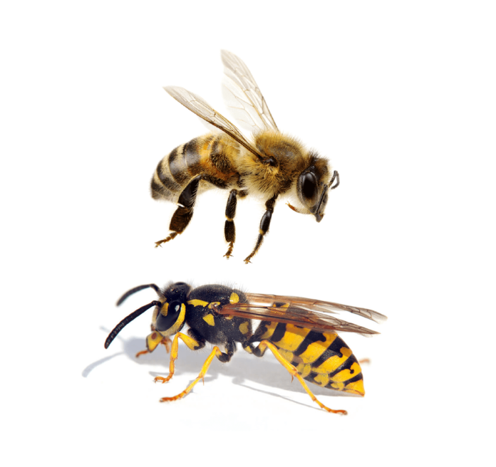 Biene oder Wespe