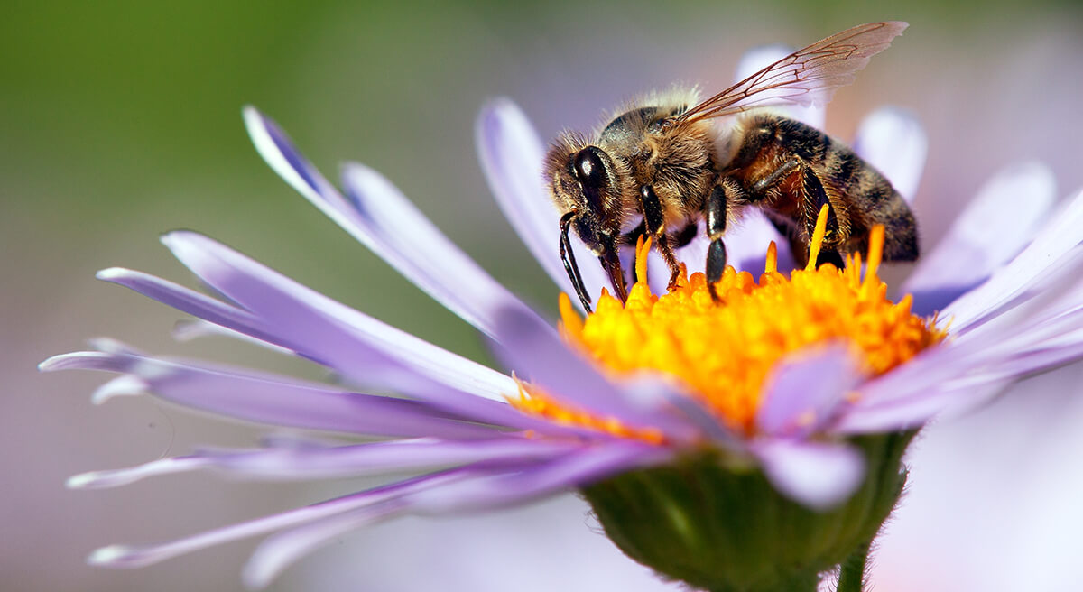 Bienen Bestäubung
