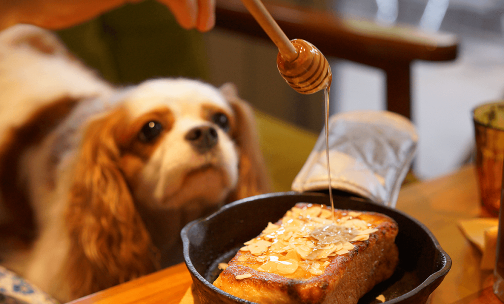 Honig für Hunde Dürfen Hunde Honig essen?