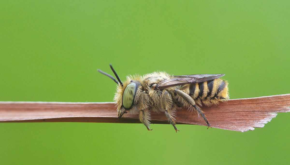 Schlafende Biene