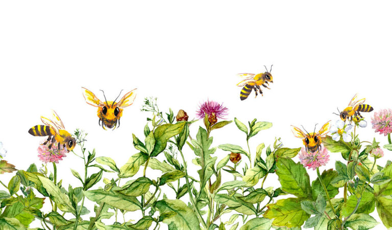 Blumen für Bienen – Die perfekte Bienenweide