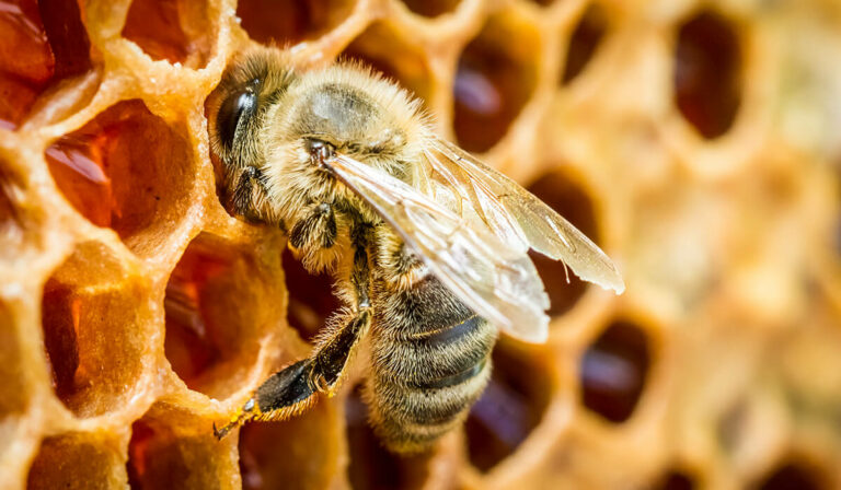 Wieviel Honig produziert eine Biene?