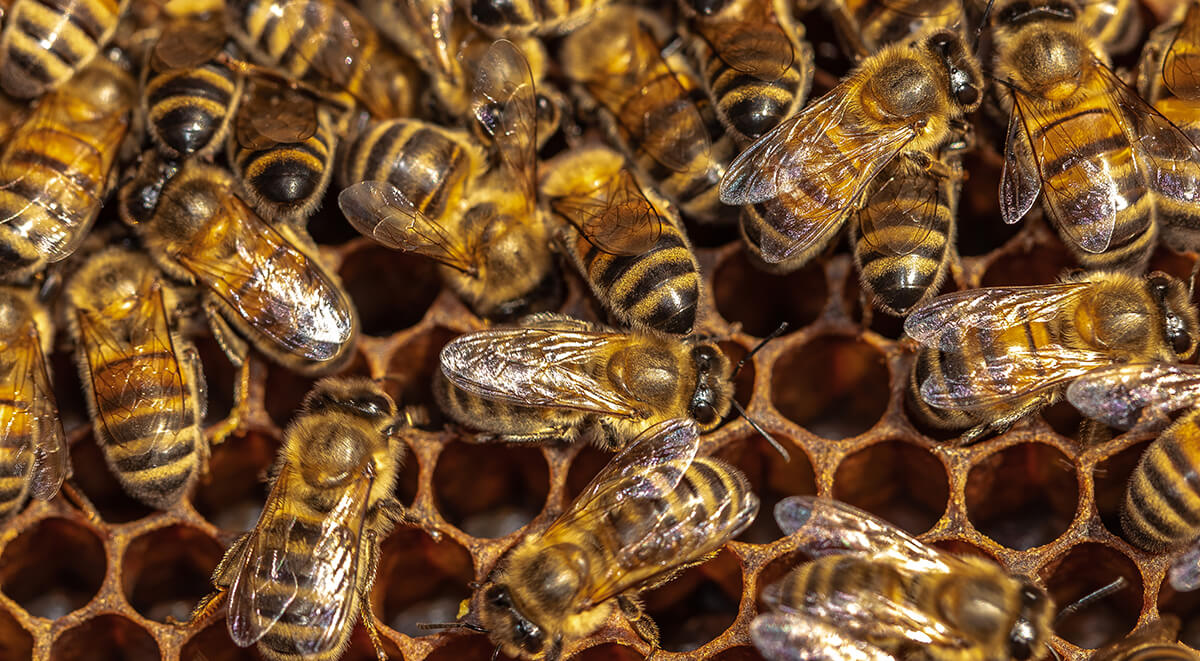 Wie viel Fläche braucht ein Bienenvolk?