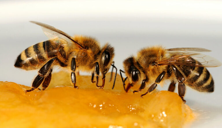 Was essen Bienen?