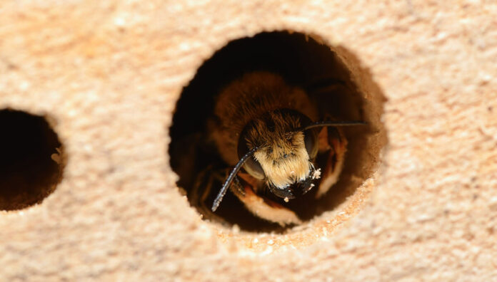 Wildbiene in einem Wildbienenhotel
