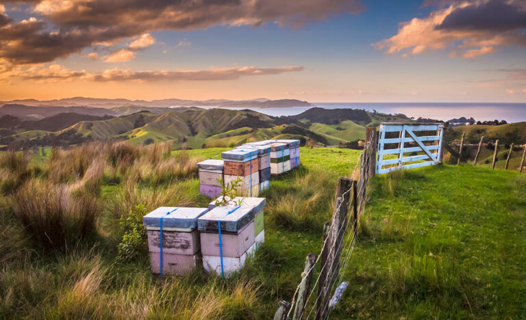 Honig aus Neuseeland – Alles Wissenswerte